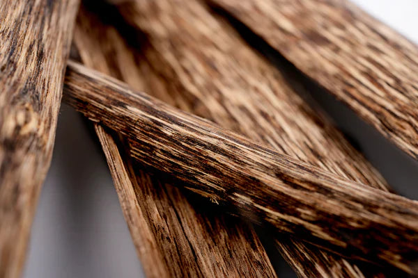 A Journey through the Enigmatic World of Oud with Afnan Perfumes - Afnan Perfumes Pakistan